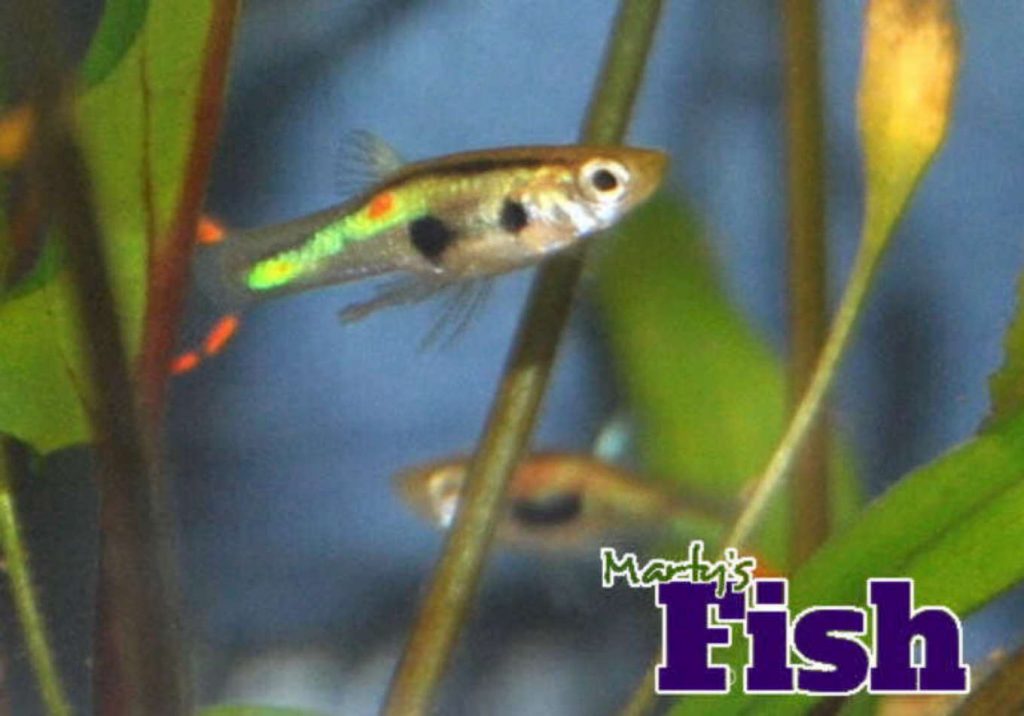 New Lime Green Endlers