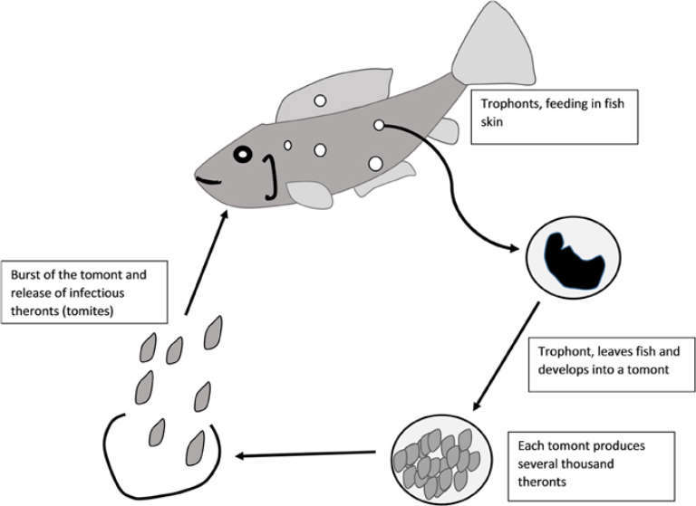 Life cycle of Ich