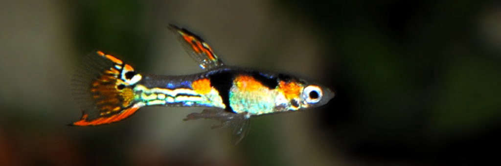 peacock endlers for sale