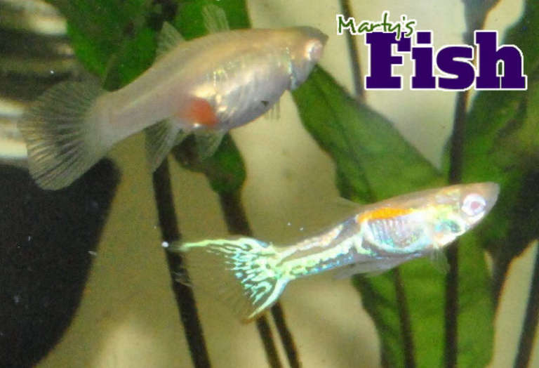 Albino Snake Endlers