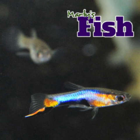 A pair of Blue Star Endlers