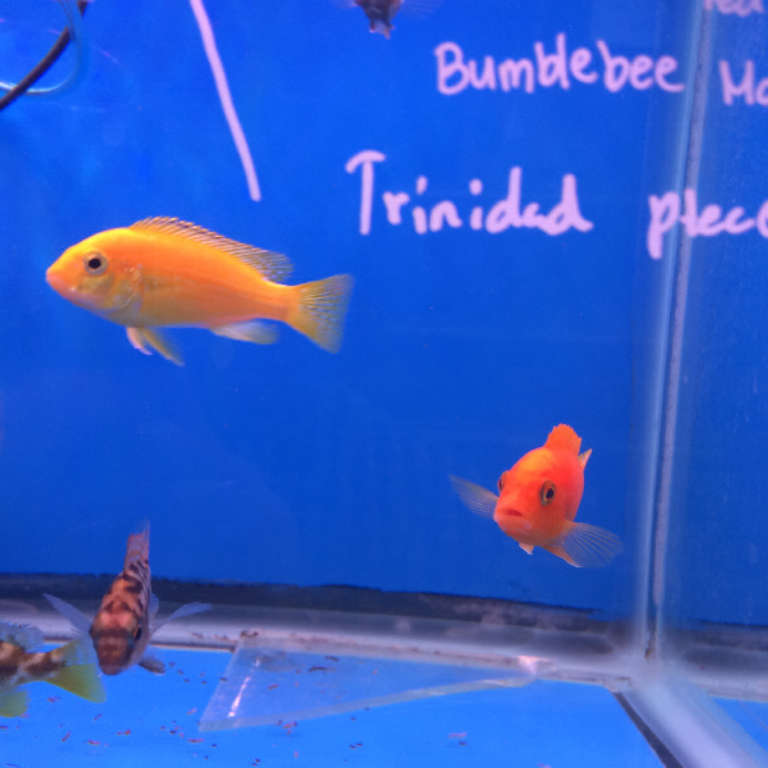 Cichlids for sale in a pet shop