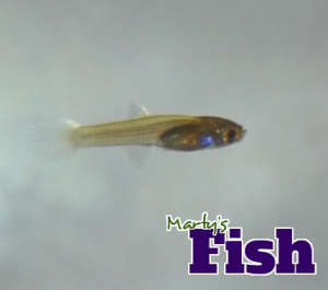 Endler fry