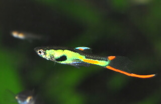 Some Differences between Endlers and Guppies