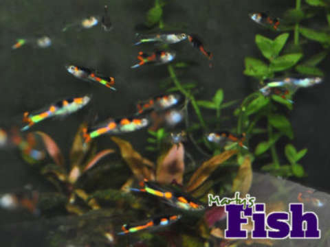 Group of male Orchid Endlers