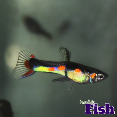 Orchid Endlers : Marty's Fish