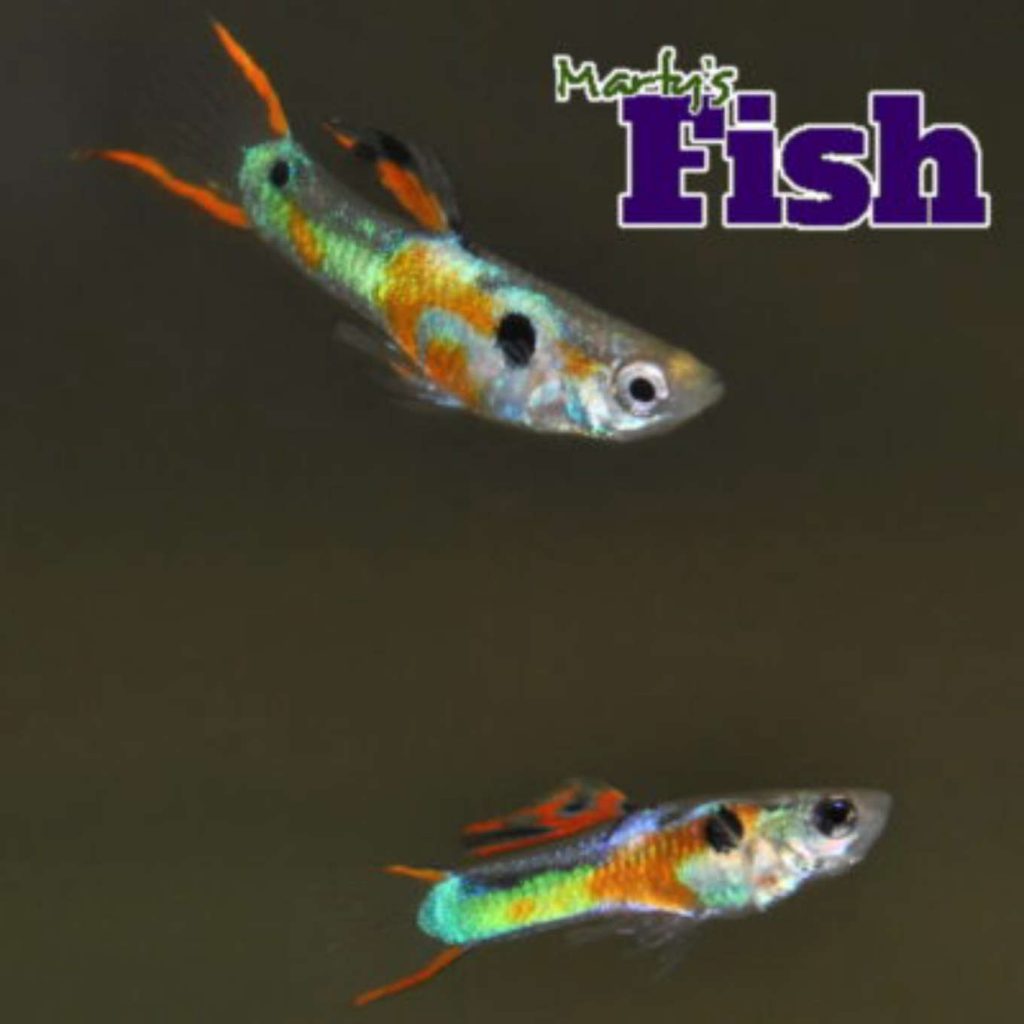 breeding endlers