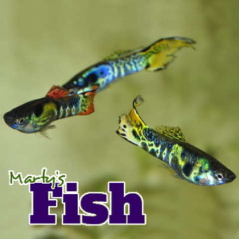 Multicolored Tiger Endlers