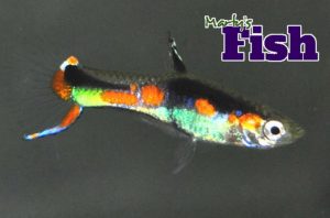 endlers orchid livebearer