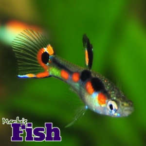 Original strain male Orchid Endler