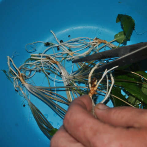 Trimming roots