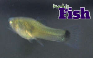 Young male Endler